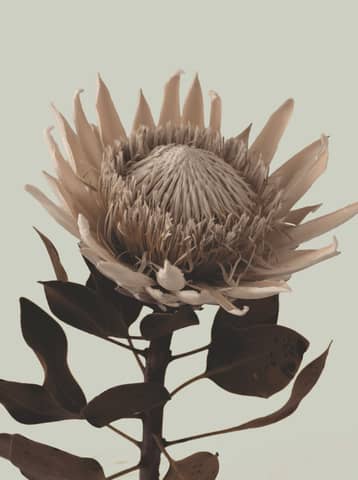 A beautiful protea flower in sepia tones.