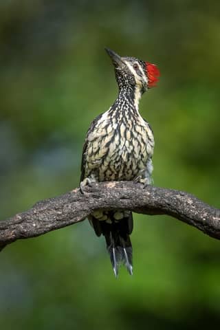 A vibrant woodpecker with striking red crest perched on a branch against a lush, blurred background.