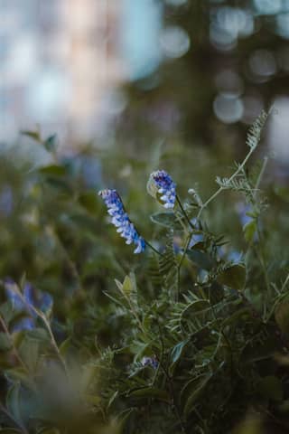 Blue flowers stand in a lush green field.