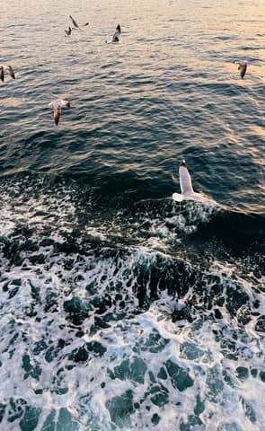 Aerial view of seagulls flying over ocean waves at sunset, capturing nature's beauty.