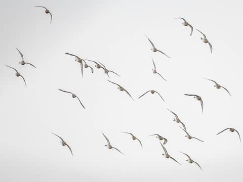 A flock of birds flying in the sky
