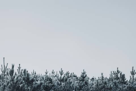A snow covered field with trees in the background