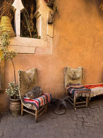 Les chats prennent place