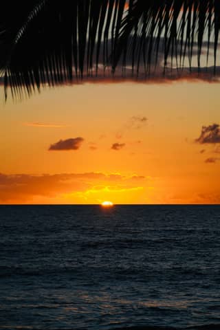 The sun is setting over the ocean with a palm tree in the foreground