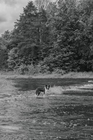 A black and white photo of a dog standing in shallow river waters surrounded by lush trees.