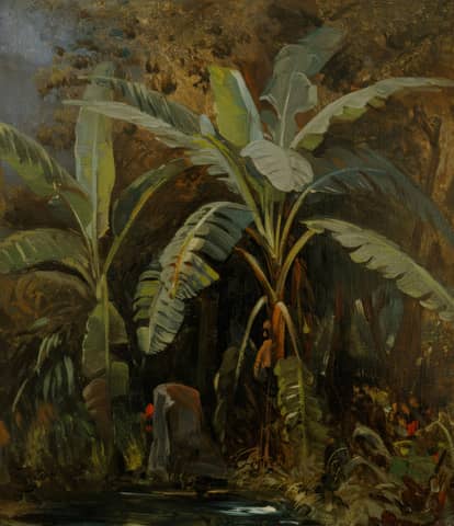 Banana trees stand next to a body of water.