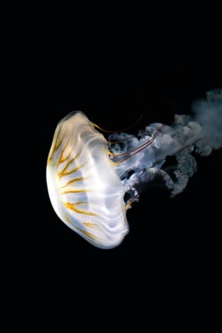 A luminous jellyfish floats against the dark backdrop.