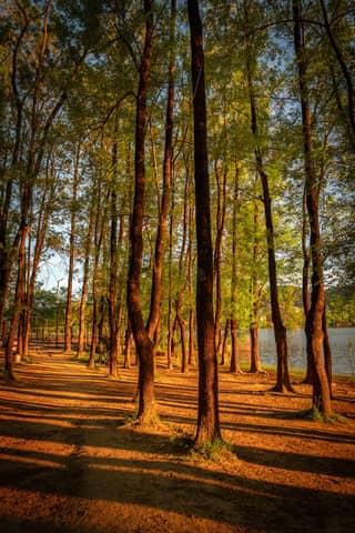 Free stock photo of 4k forest, autumn atmosphere, forest ambiance