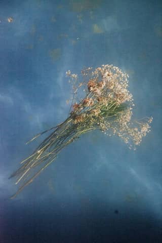 Flores en el Agua