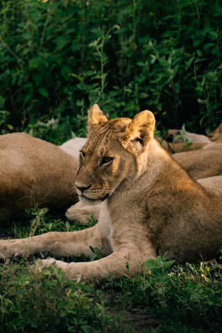 A proud lioness rests amidst her pride.