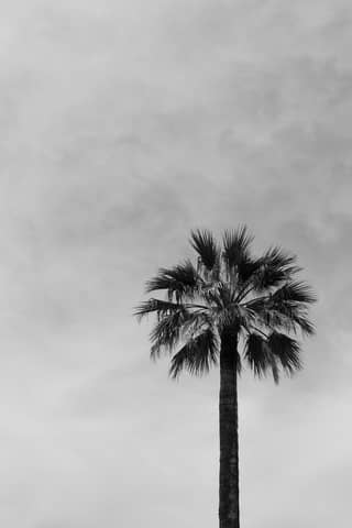 A striking black and white image of a lone palm tree against the sky.