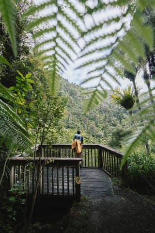 A person stands on a deck overlooking lush forest.