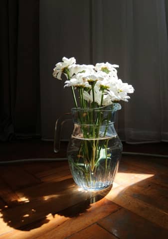 A simple yet elegant arrangement of white daisies in a glass vase, illuminated by natural sunlight.