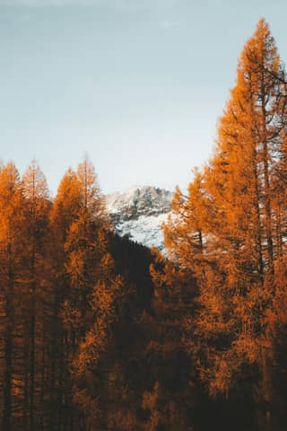A forest filled with lots of tall trees