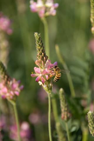 Detailed shot of a honeybee pollinating a pink wildflower in a lush green meadow.