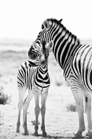 A touching black and white portrait of a zebra with its young in the African wilderness.