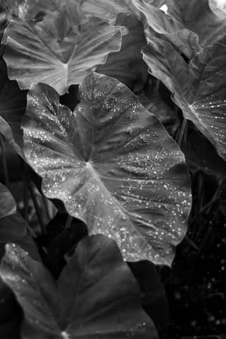 Artistic black and white photo capturing detailed tropical leaves with dew drops.