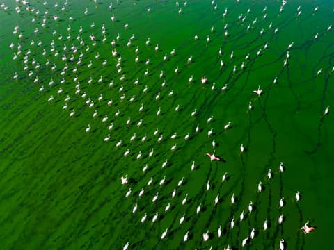 Stunning aerial shot of a large flock of flamingos in a green lake, Denizli, Türkiye.