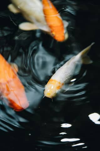 Koi fish swim in dark water.