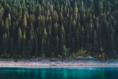 Dense forest borders a calm, blue lake.