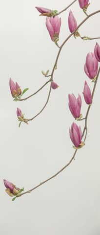 pink petaled flowers wallpaper