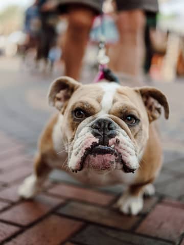 A brown and white dog standing on top of a sidewalk