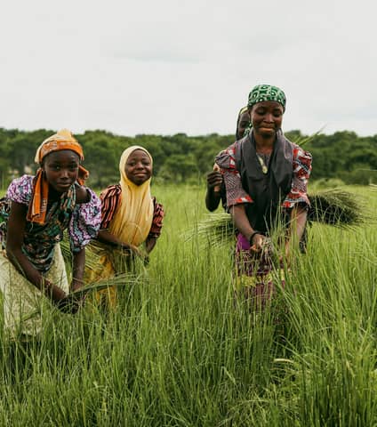 Vibrant scene of girls joyfully harvesting crops in a lush green field in Zaria, Nigeria.