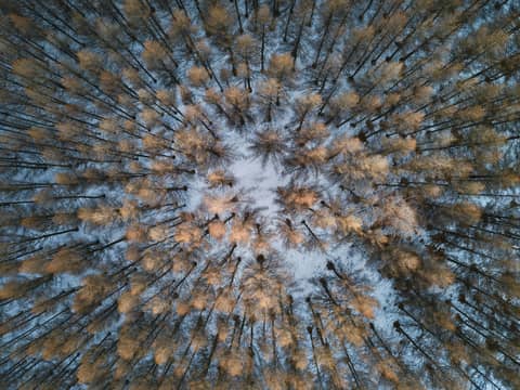 Trees and snow are seen from above.