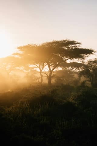 Golden light illuminates trees in a hazy landscape.