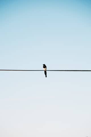 A lone magpie balances on a wire, set against a vast clear sky.