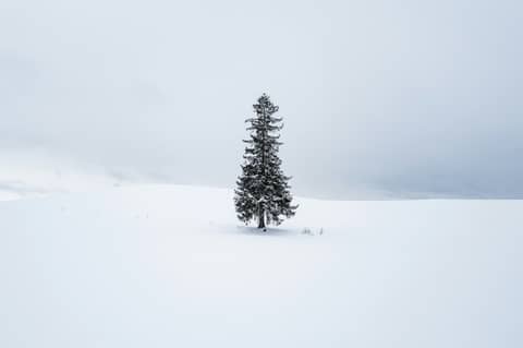 A lone tree stands alone in a snowy field