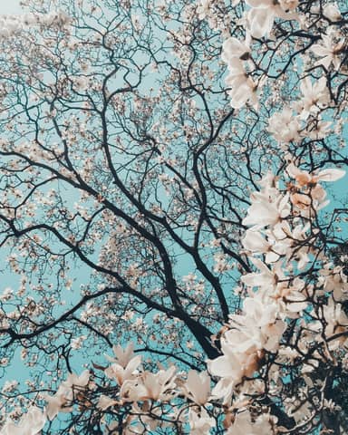 sakura tree in bloom