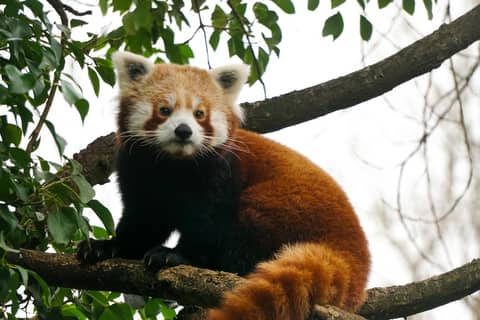 Captivating image of a red panda perched on a branch amidst lush greenery in England.