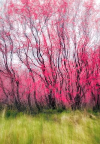 Artistic blur effect on pink blossoming trees creating an abstract spring scene.