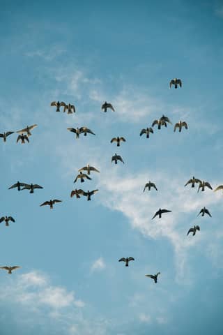 A serene view of a flock of birds soaring across a blue sky with wispy clouds.