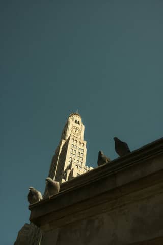 Pigeons rest on a ledge with a clock tower.