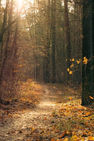Peaceful forest path in autumn with sunlight filtering through trees, creating a warm and inviting atmosphere.