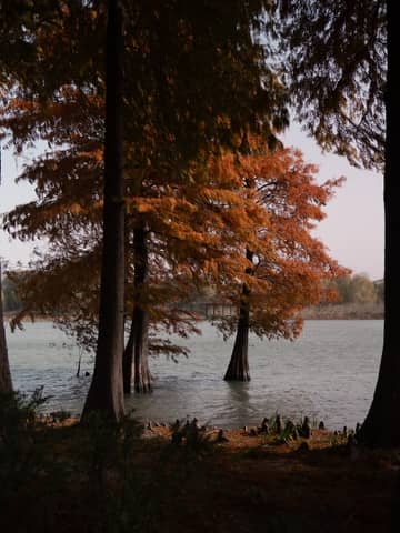 Bald cypress trees in vibrant autumn colors by a peaceful lakeside.