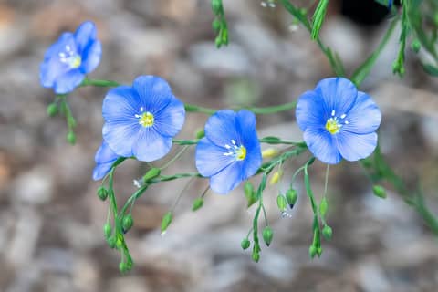blue flower in tilt shift lens