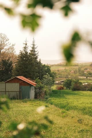Tranquil rural scene featuring an old shed in a lush green field.