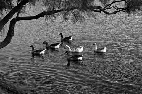 Free stock photo of birds, black and white, geese