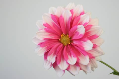 pink and white flower in close up photography