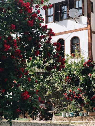Picturesque outdoor setting with vibrant red roses and classic architecture.
