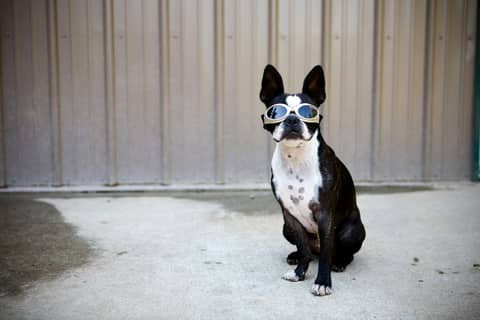 Dog wears sunglasses and looks stylish.
