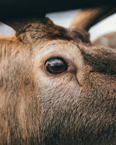 A close-up of a deer's eye.