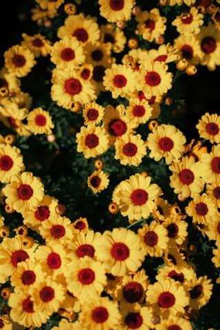Yellow and red daisies fill the frame beautifully.