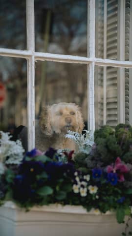 A cute dog peers through a window surrounded by colorful flowers, capturing a peaceful indoor scene.