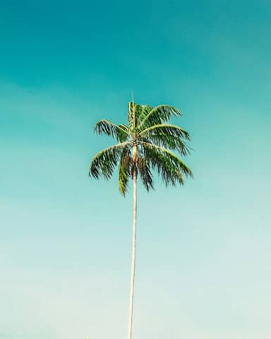 A palm tree in the middle of a beach