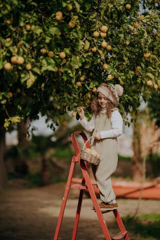 A young girl on a ladder picking fruits in a lush orchard in Hatay, Türkiye.