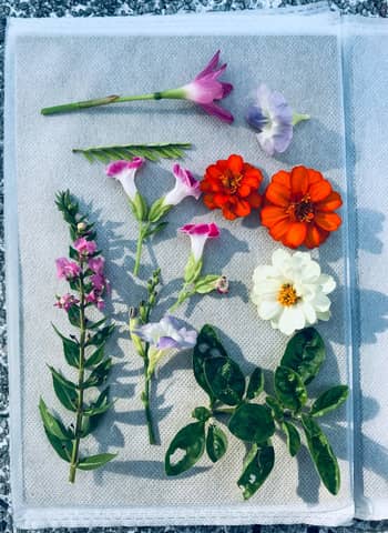 A creative display of pressed flowers and plants arranged on white fabric, highlighting natural beauty.